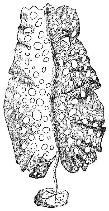 筛海带植物(Agarum Clathratum) - 19世纪